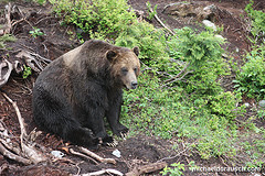 Grizzly Bear