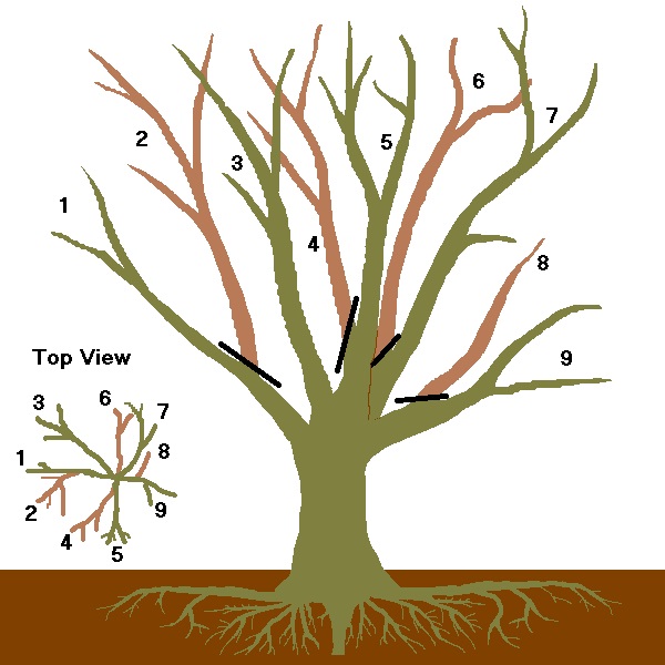 How to Prune Your Fruit & Nut Trees | Living Off Grid Guide