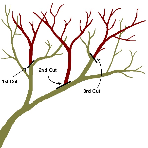 How to Prune Your Fruit & Nut Trees | Living Off Grid Guide